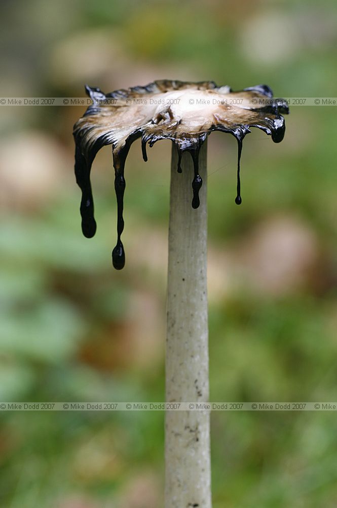 Coprinus comatus Shaggy Inkcap