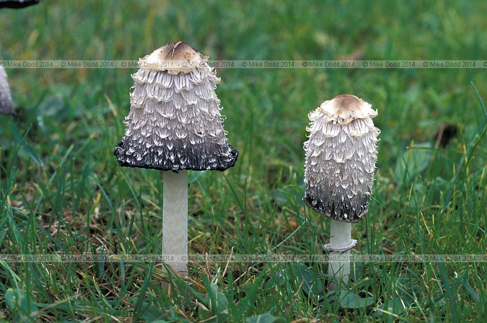 Coprinus comatus Shaggy Ink Cap Lawyer's Wig