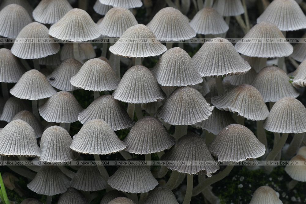 Coprinus disseminatus Fairy inkcap or Trooping crumble cap