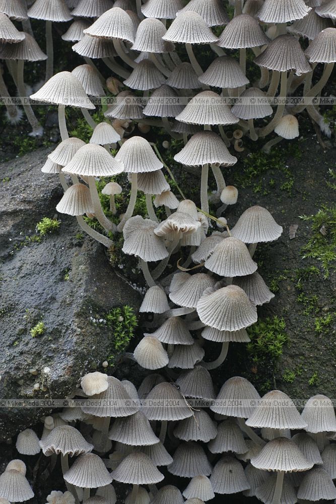 Coprinus disseminatus Fairy inkcap or Trooping crumble cap