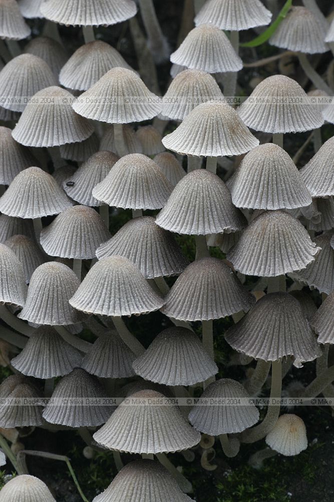 Coprinus disseminatus Fairy inkcap or Trooping crumble cap