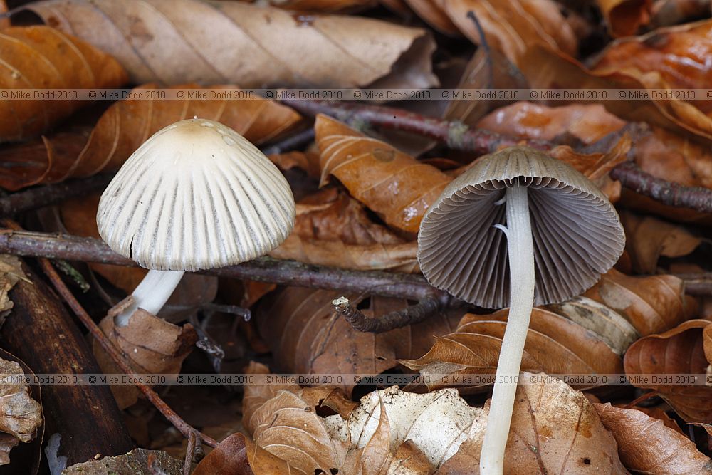 Coprinus impatiens