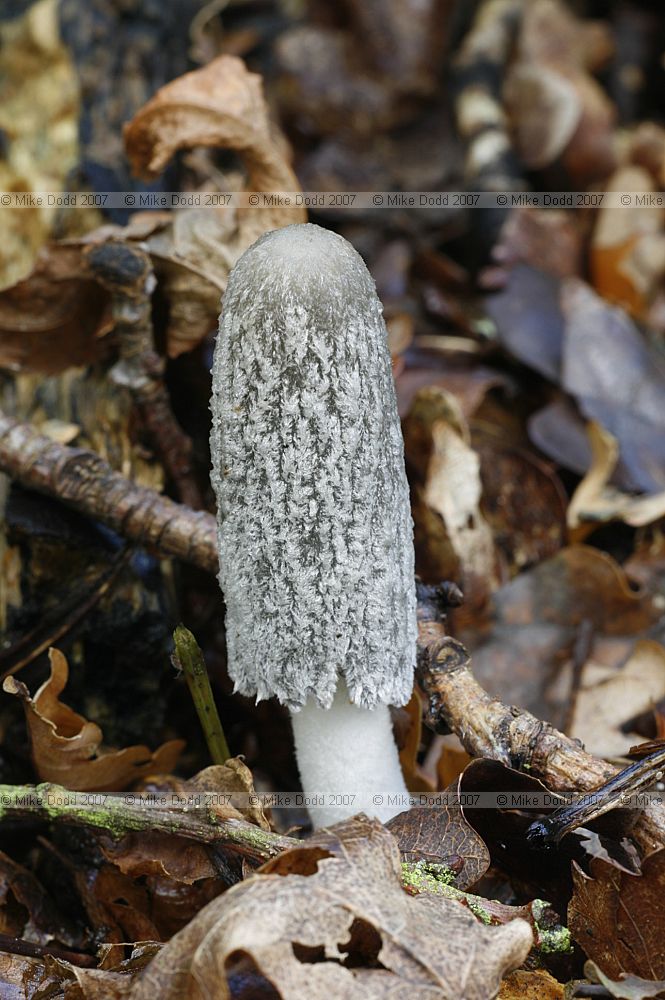 Coprinus lagopus Hare's Foot Inkcap