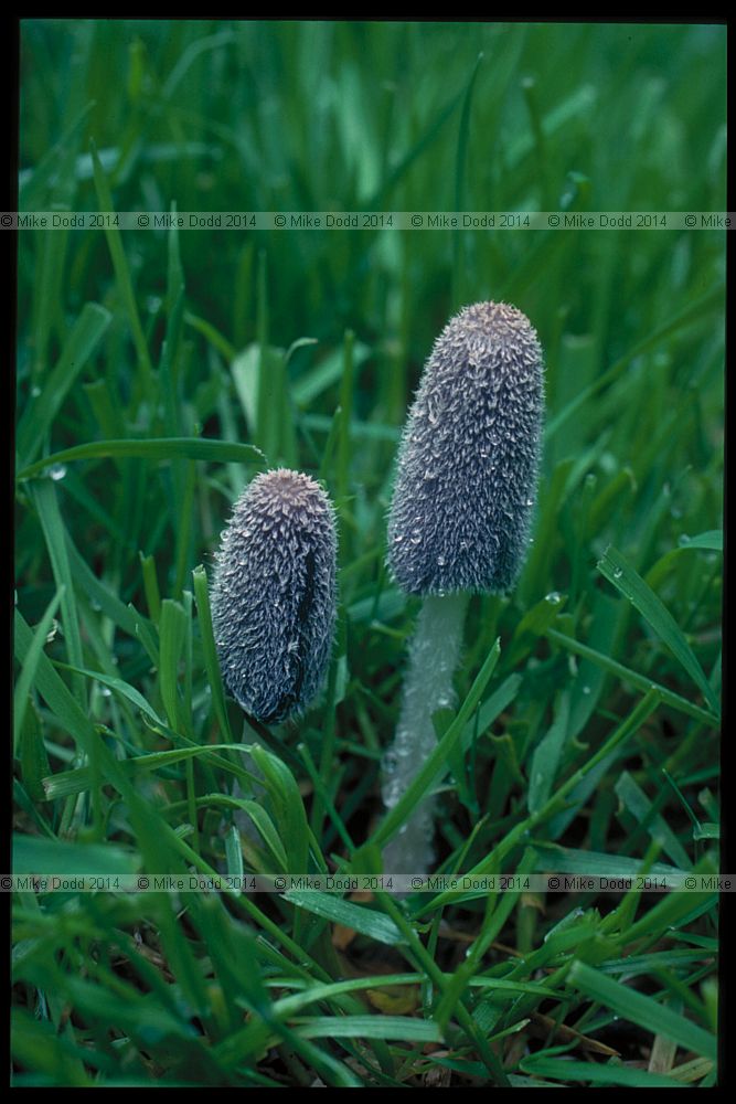 Coprinus lagopus Hare'sfoot Inkcap
