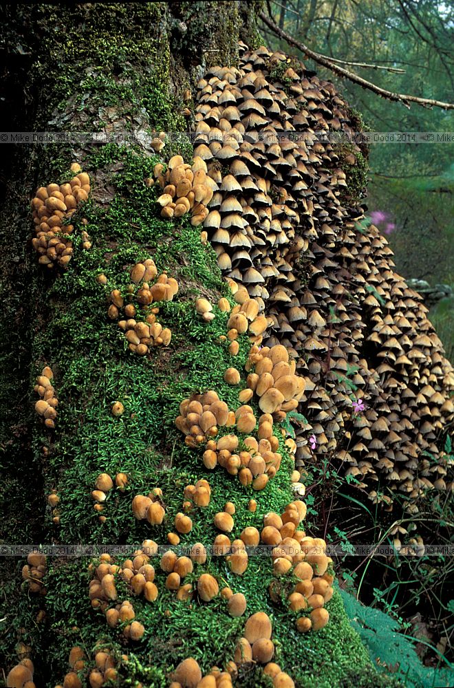 Coprinus micaceus Glistening Ink Cap