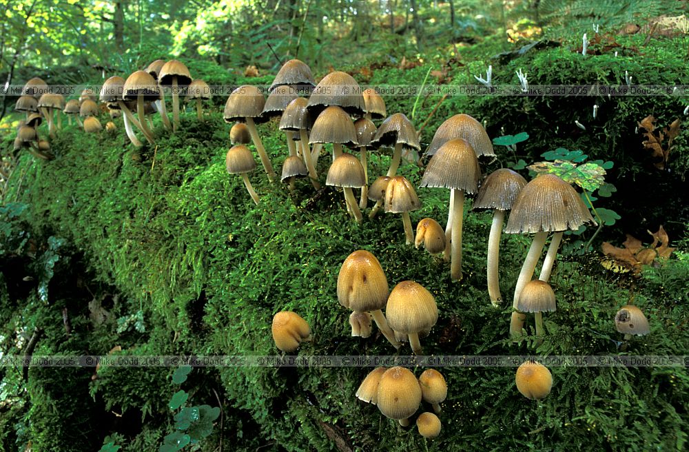 Coprinus micaceus Glistening Ink Cap