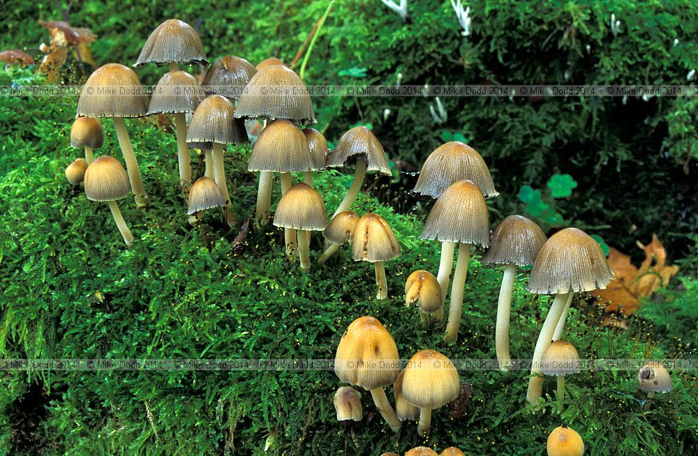 Coprinus micaceus Glistening Ink Cap