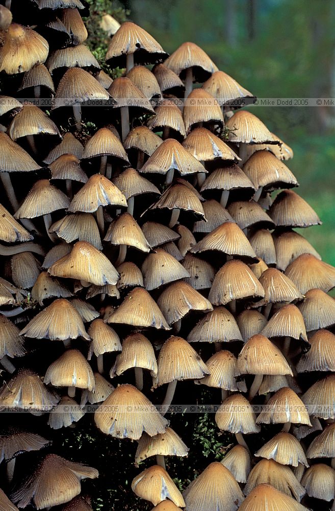 Coprinus micaceus Glistening Ink Cap
