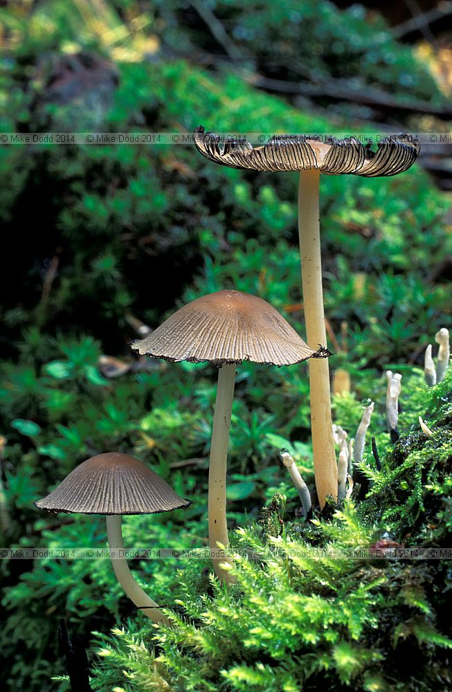 Coprinus micaceus Glistening Ink Cap