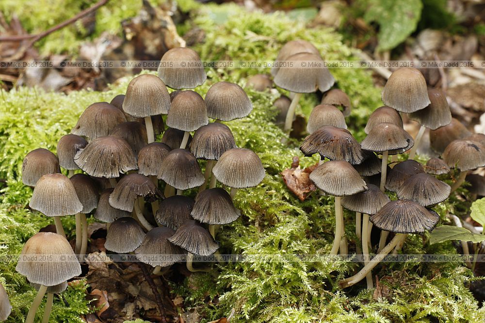 Coprinus micaceus Glistening inkcap