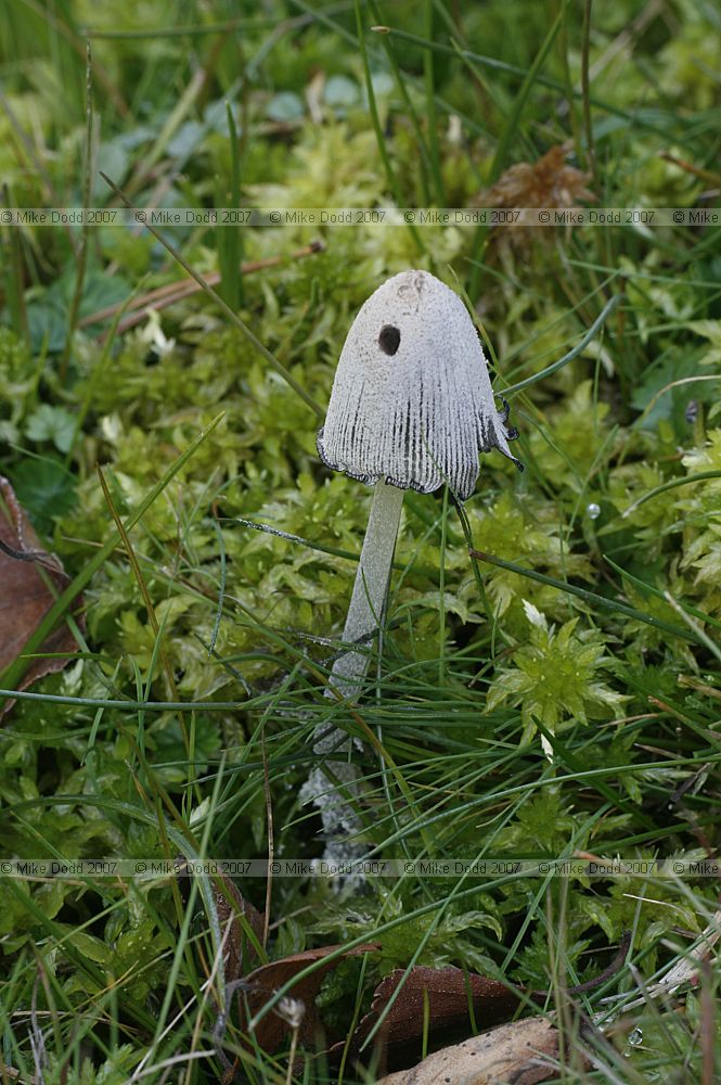 Coprinus niveus Snowy Inkcap