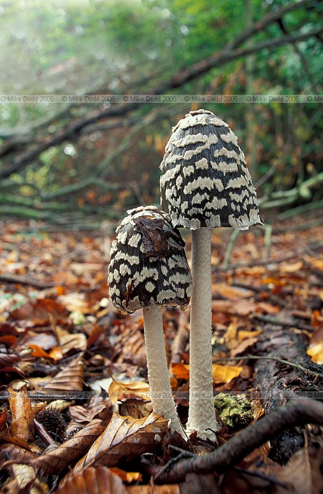Coprinus picaceus Magpie ink cap