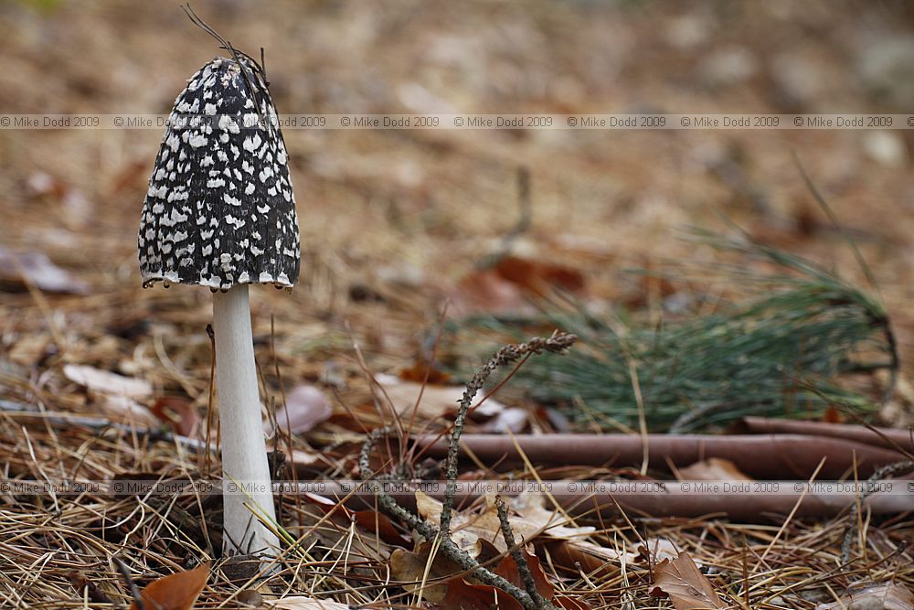 Coprinus picaceus Magpie Inkcap