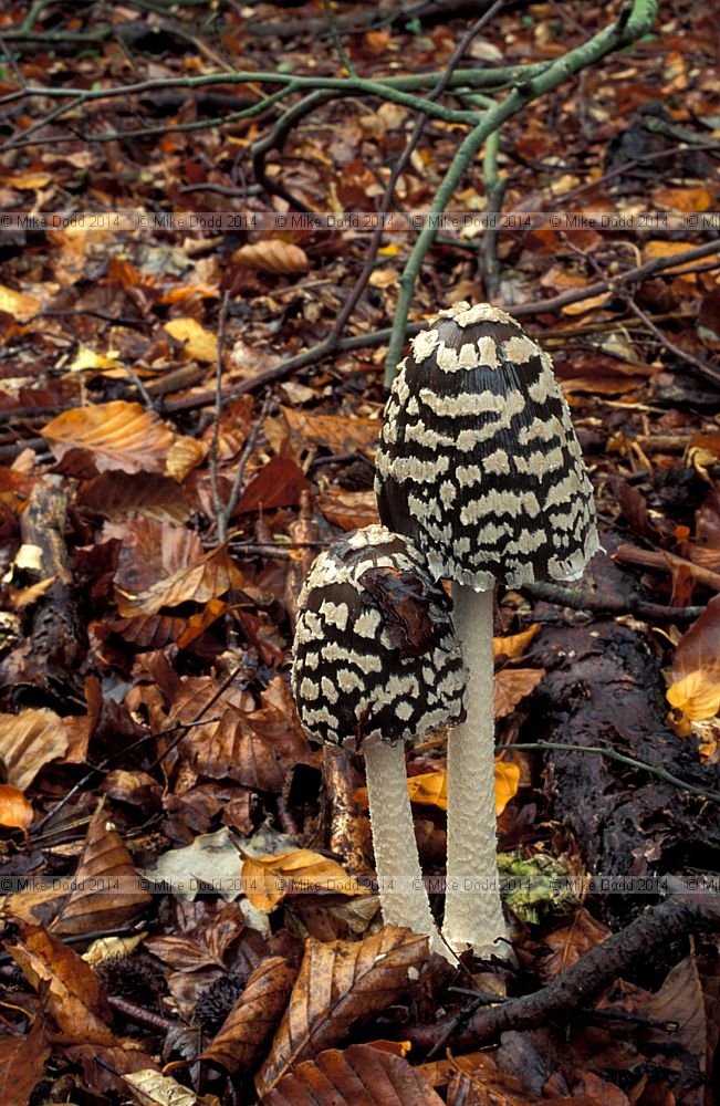 Coprinus picaceus Magpie ink cap