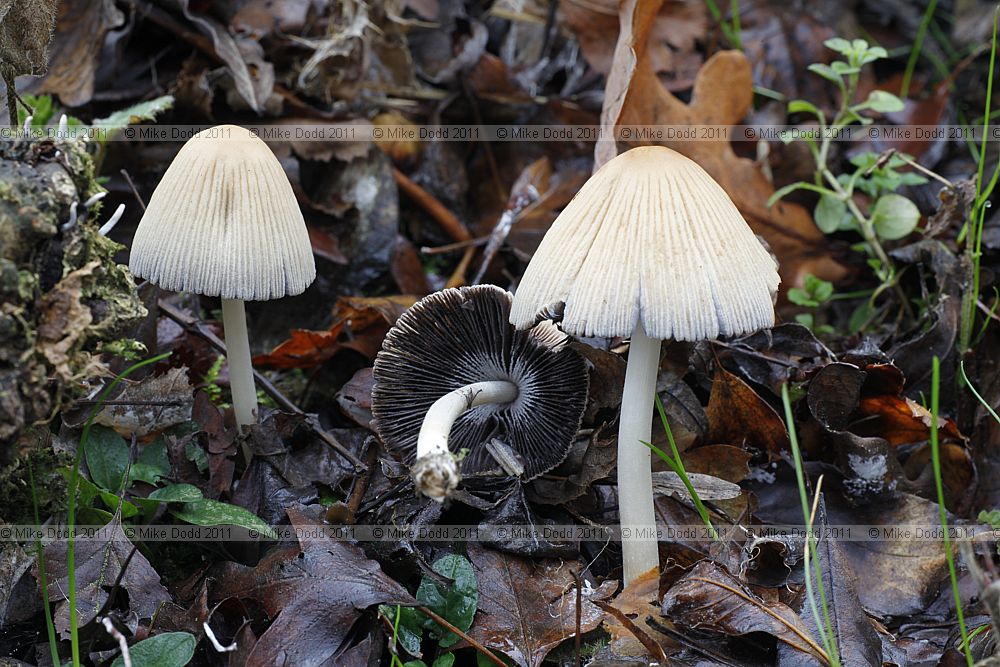 Coprinus sylvaticus