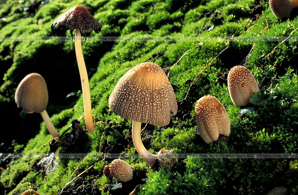 Coprinus xanthothrix