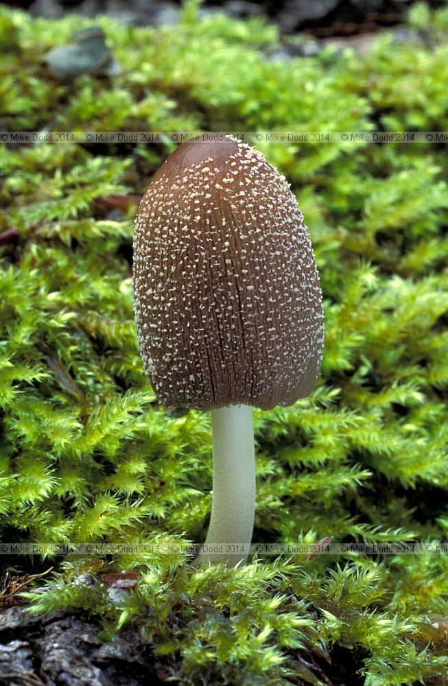 Coprinus xanthothrix