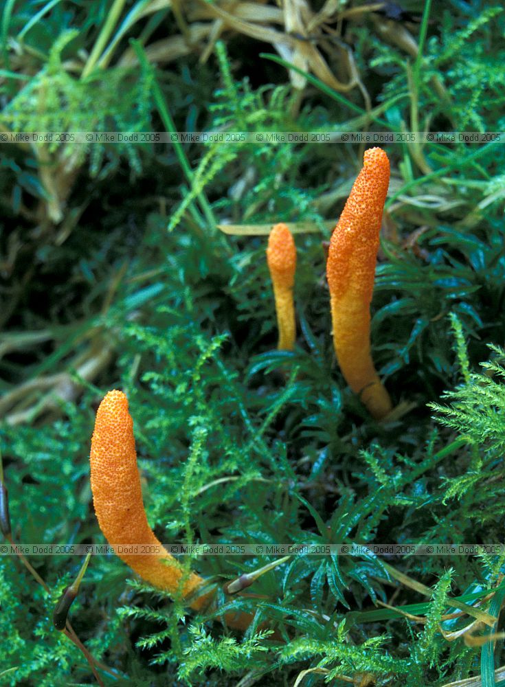 Cordyceps militaris Scarlet Catterpillar fungus