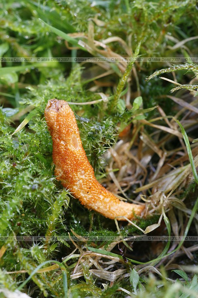 Cordyceps militaris Scarlet Catterpillarclub