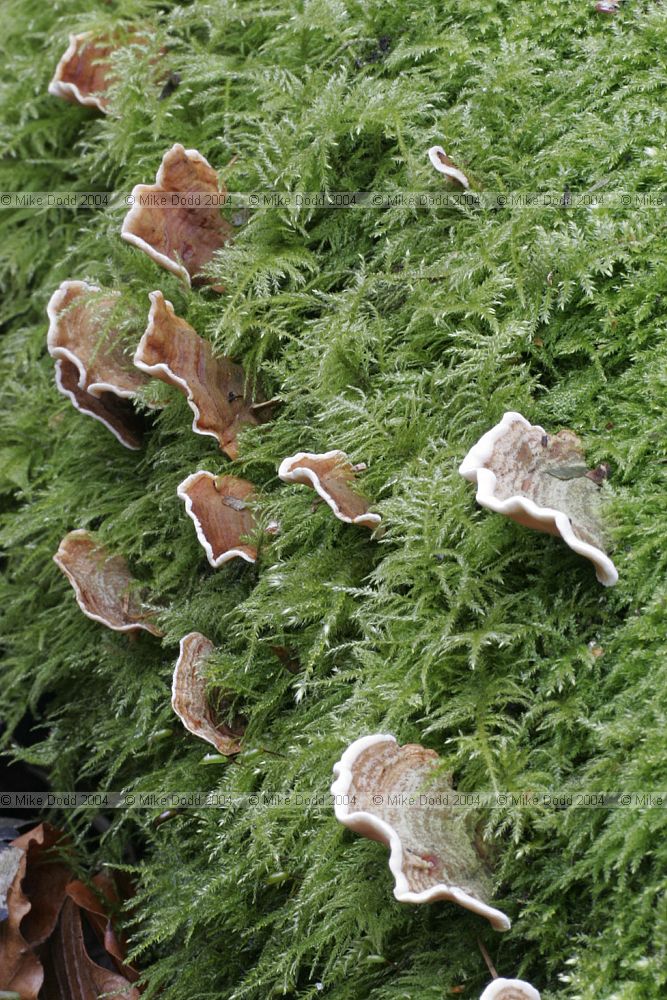 Coriolus versicolor syn Trametes versicolor Turkeytail or Many zoned polypore