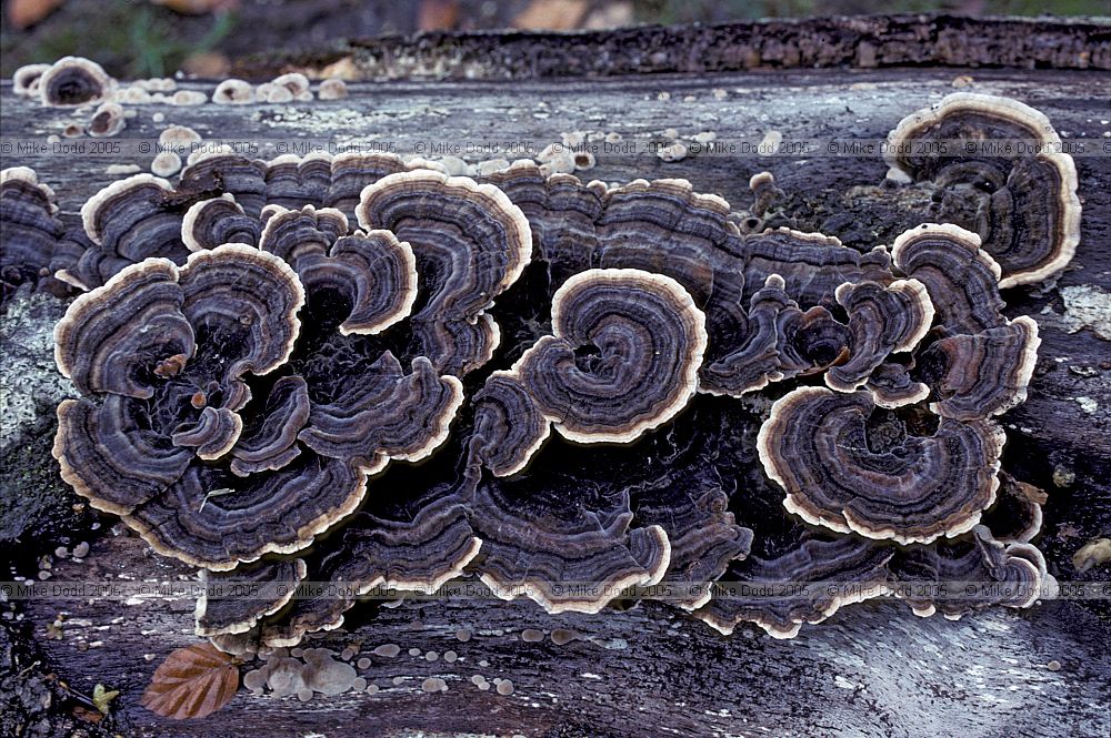 Coriolus versicolor syn Trametes versicolor Many-zoned Polypore or Turkeytail