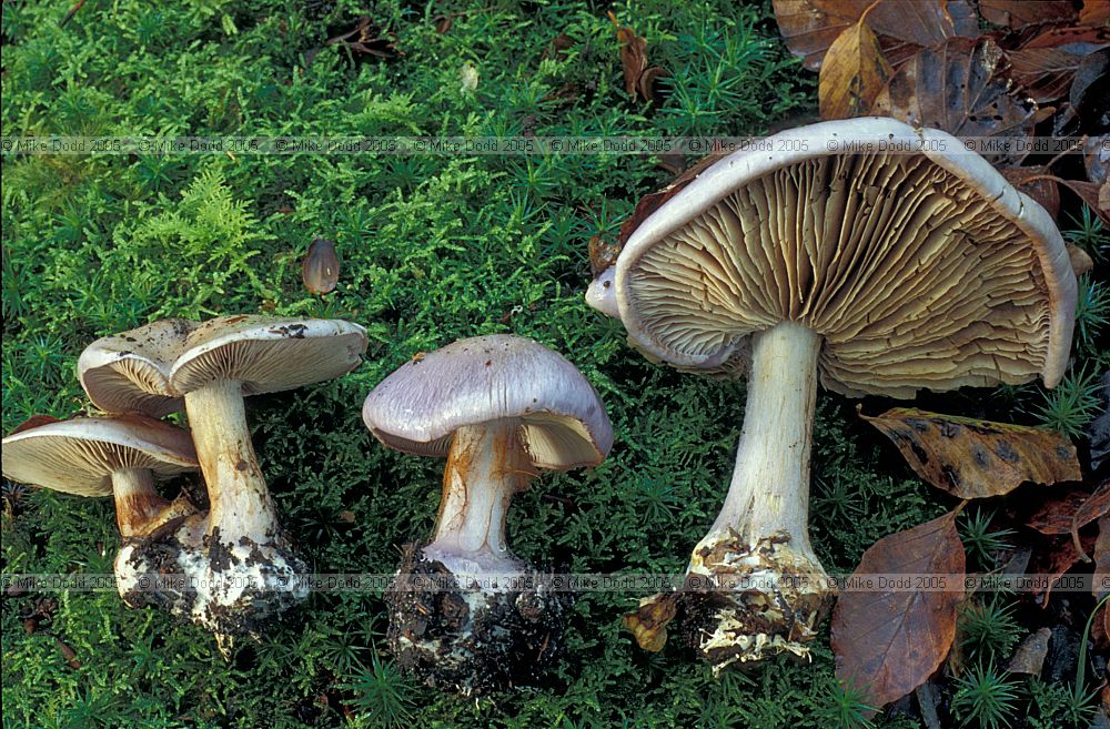 Cortinarius sp.