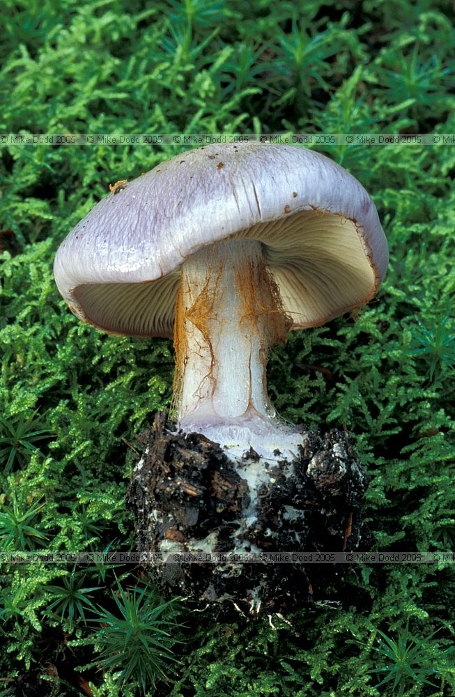 Cortinarius sp.