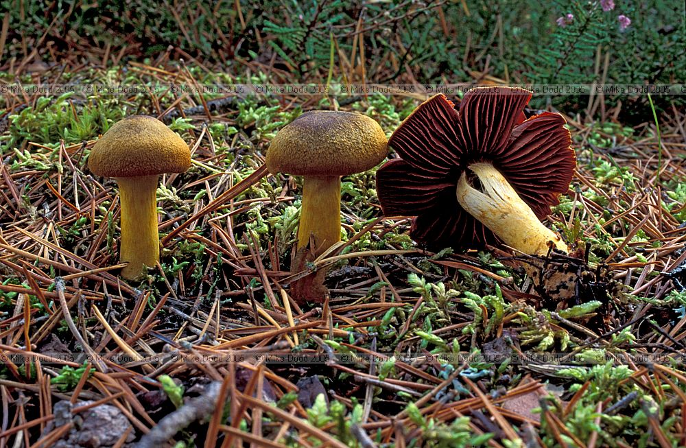 Cortinarius sp.