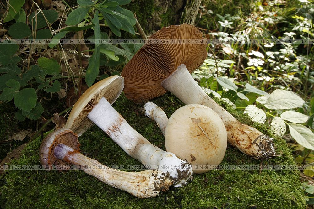 Abundant under oak older specimens like the one on the right had cinnamon coloured caps and cinnamon spores everywhere.