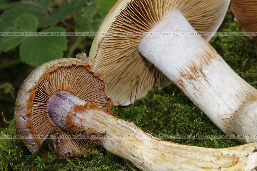 Abundant under oak older specimens like the one on the right had cinnamon coloured caps and cinnamon spores everywhere.