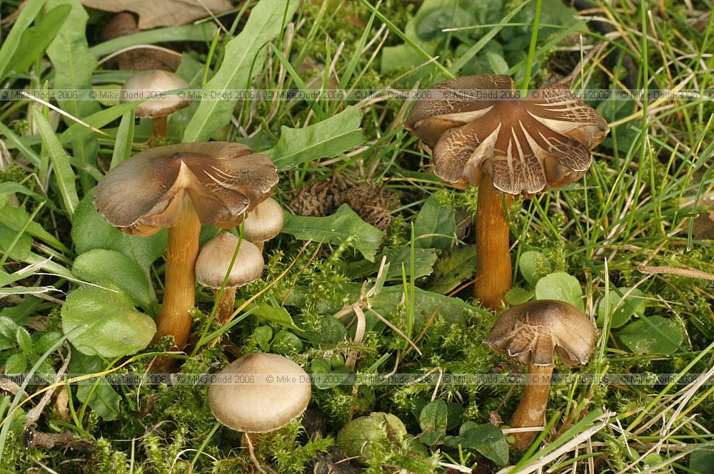 Cortinarius (?)