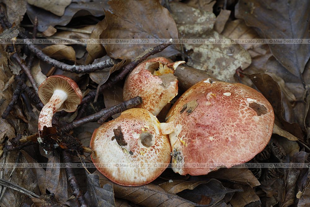 Cortinarius bolaris Dappled Webcap