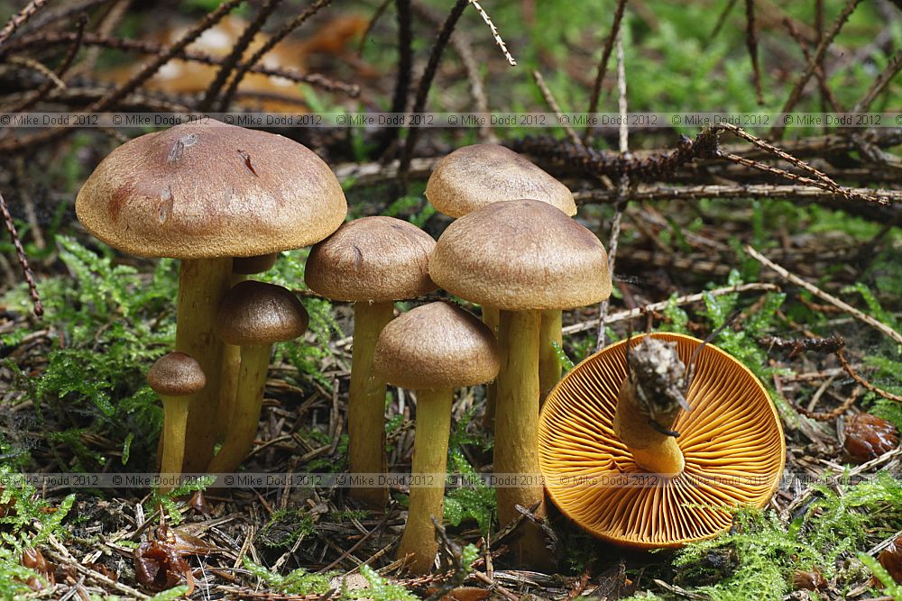 Cortinarius cinnamomeus Cinnamon Webcap