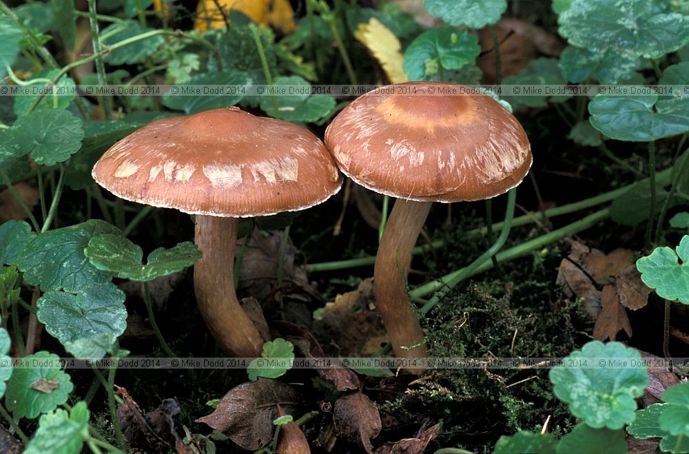 Cortinarius decipiens Sepia webcap