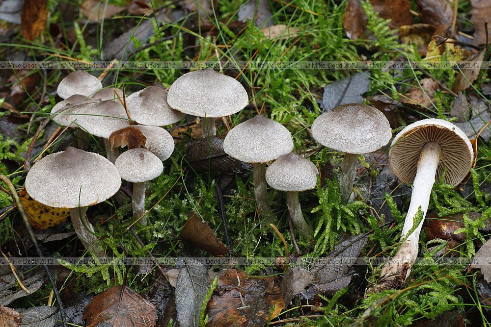 Cortinarius hemitrichus Frosty Webcap