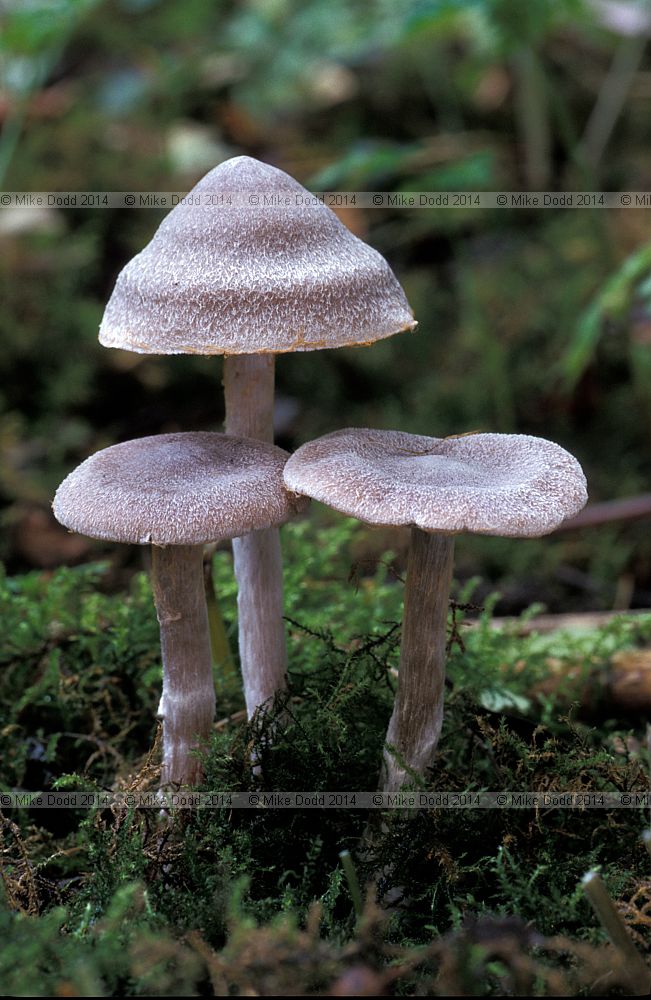 Cortinarius hemitrichus Frosty webcap