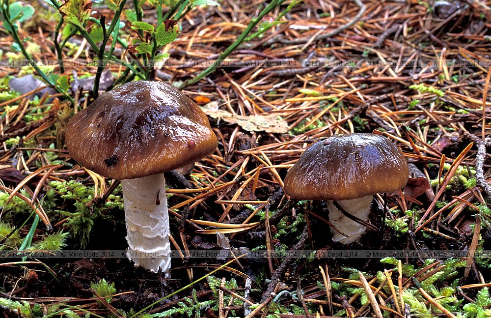 Cortinarius mucifluus Slimy webcap