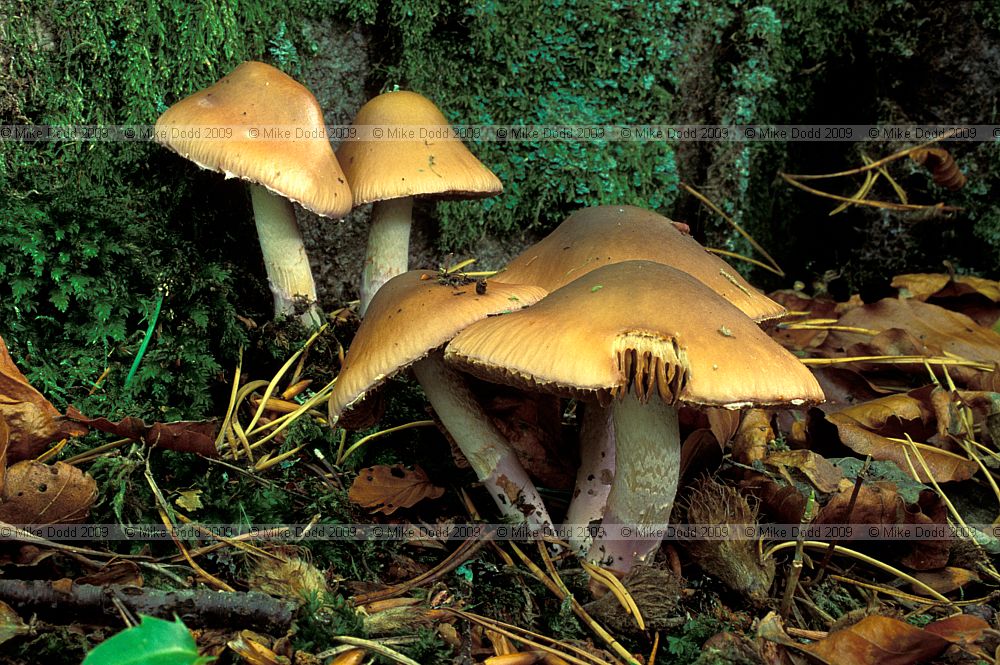 Cortinarius pseudosalor syn Cortinarius stillatitius Purple stocking webcap