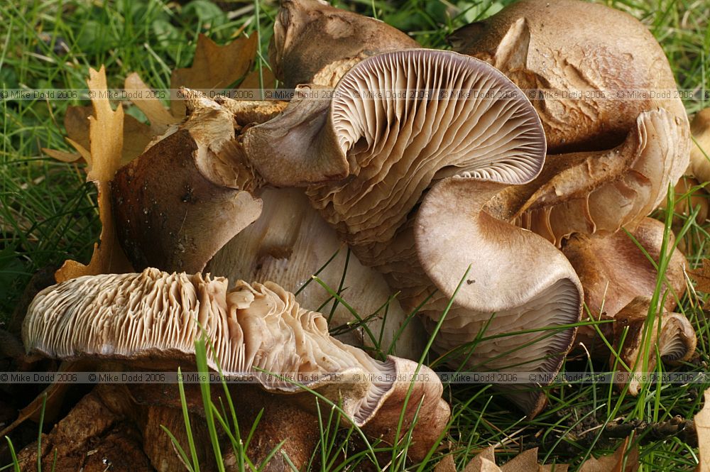 Cortinarius purpurascens(?) Bruising webcap horribly deformed