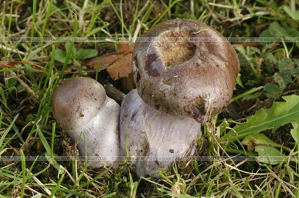 Cortinarius purpurascens(?) Bruising webcap horribly deformed