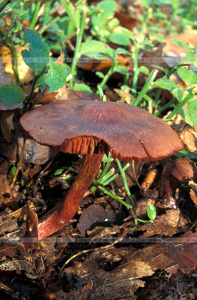 Cortinarius purpureobadius syn Cortinarius anthracinus