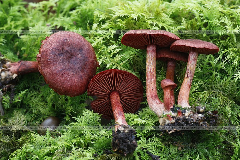 Cortinarius sanguineus Bloodred Webcap