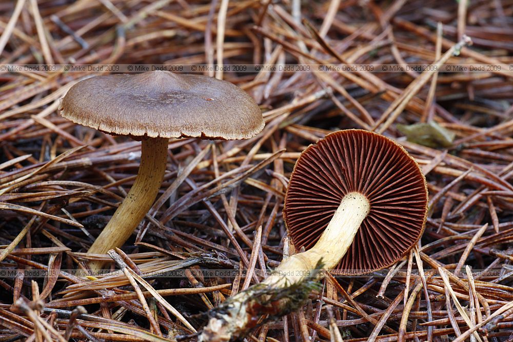 Cortinarius semisanguineus Surprise Webcap