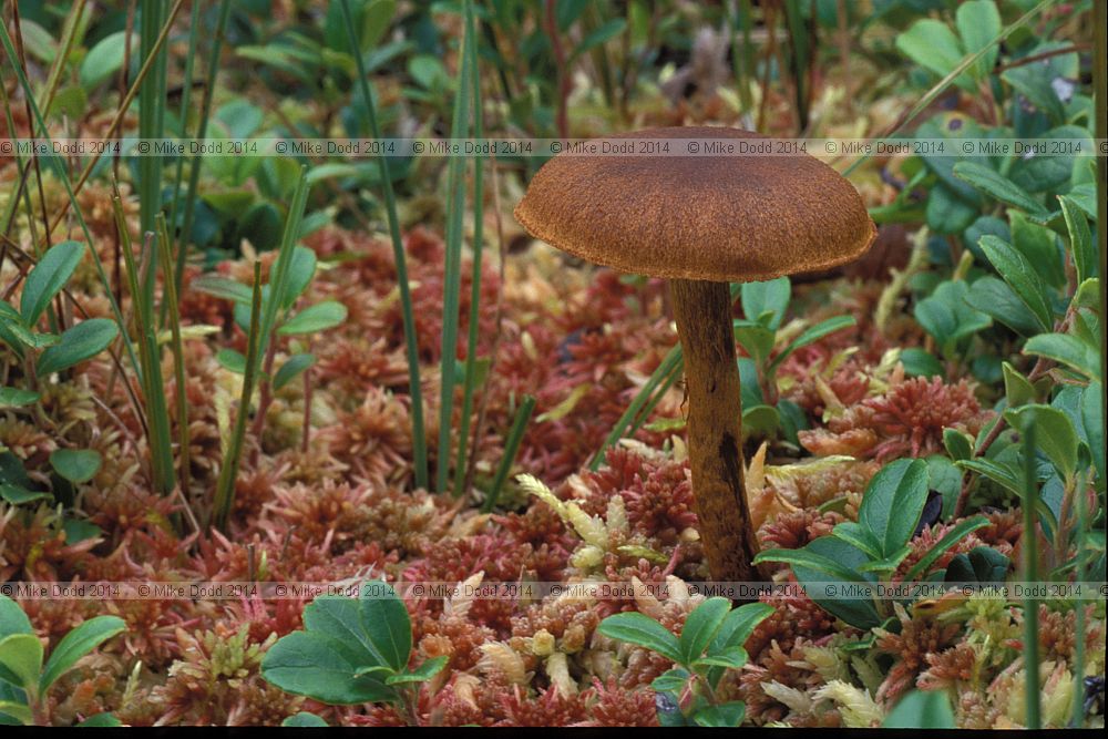 Cortinarius sp.