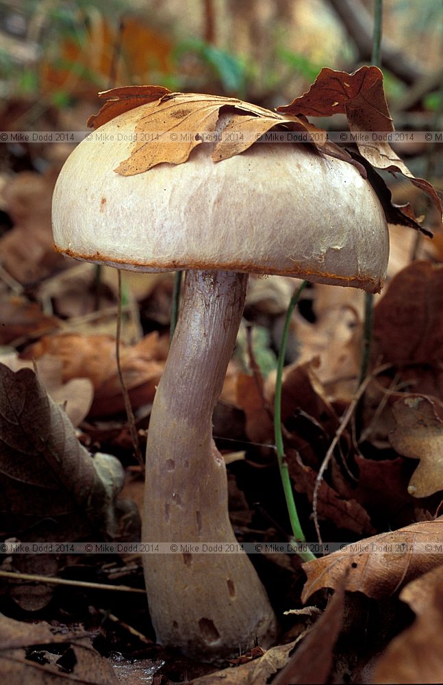 Cortinarius sp.