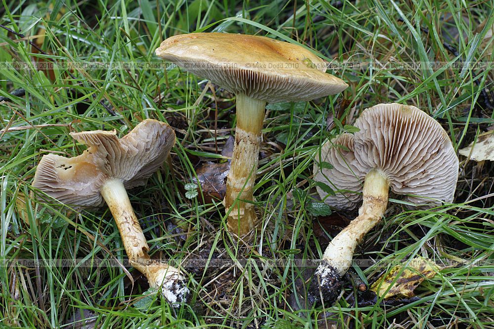 Cortinarius triumphans Birch webcap (?) growing under birch