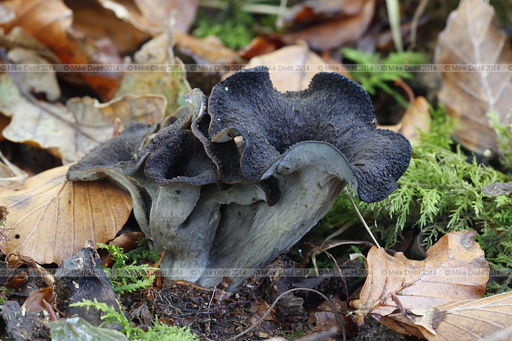 Craterellus cornucopioides Horn of plenty