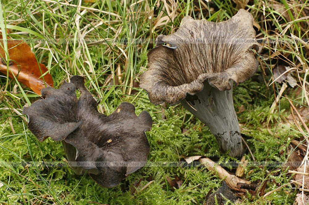 Craterellus cornucopioides Horn of Plenty