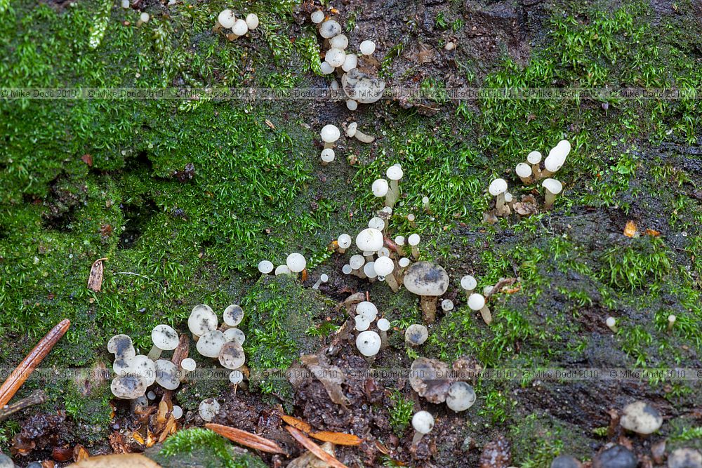 Cudoniella acicularis Oak Pin