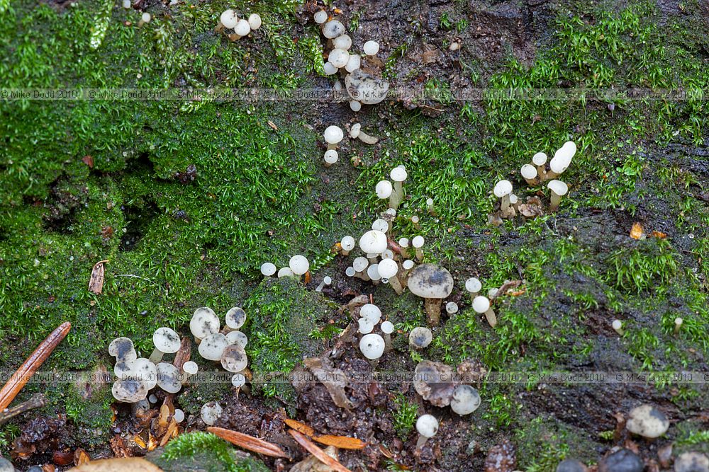 Cudoniella acicularis Oak Pin